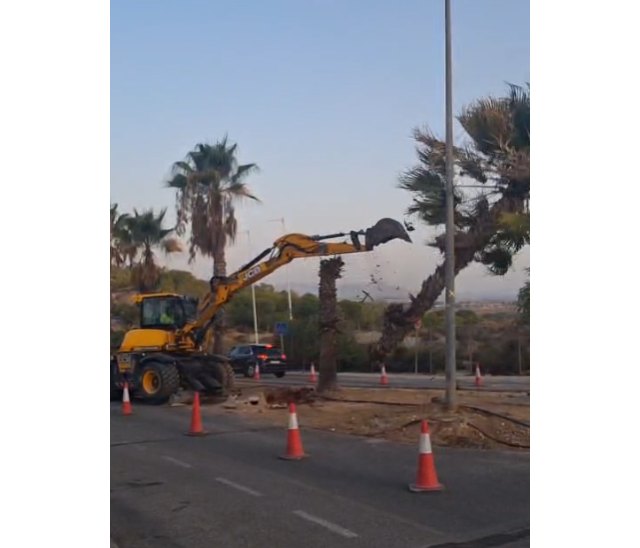 El PSOE denuncia que las obras de Altorreal arrasan con excavadoras palmeras que el propio Ayuntamiento debía trasplantar