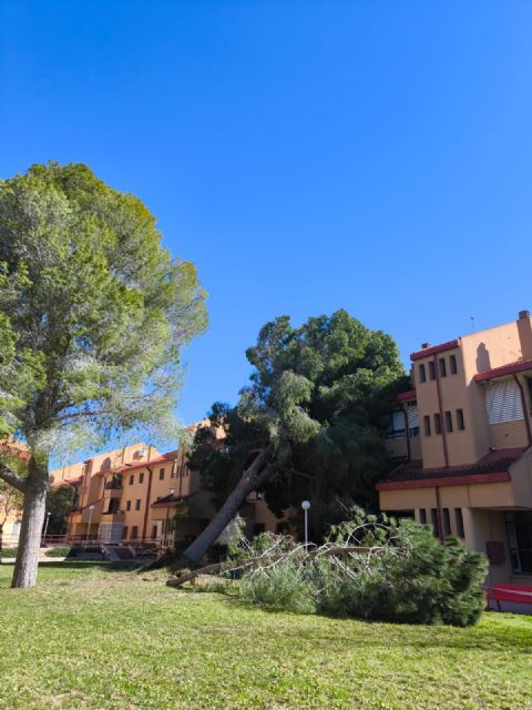 El Gobierno local de Molina de Segura hace balance de los da&ntilde;os materiales provocados por los fuertes vientos en el municipio el pasado fin de semana, con más de 114 intervenciones