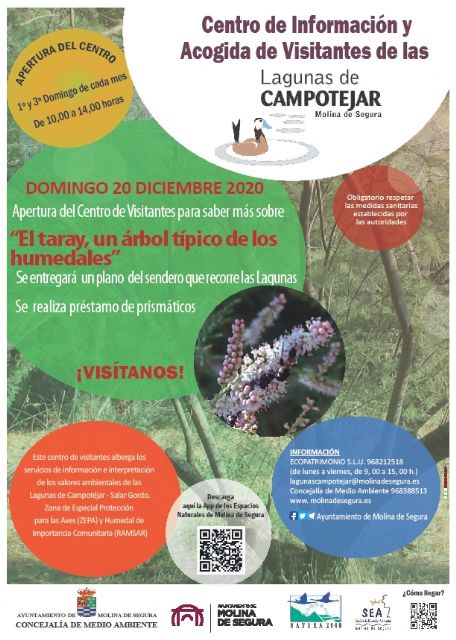 El Centro de Información y Acogida de Visitantes de Las Lagunas de Campotéjar-Salar Gordo de Molina de Segura abre sus puertas al público el domingo 20 de diciembre para dar a conocer una especie vegetal típica de los humedales, el taray