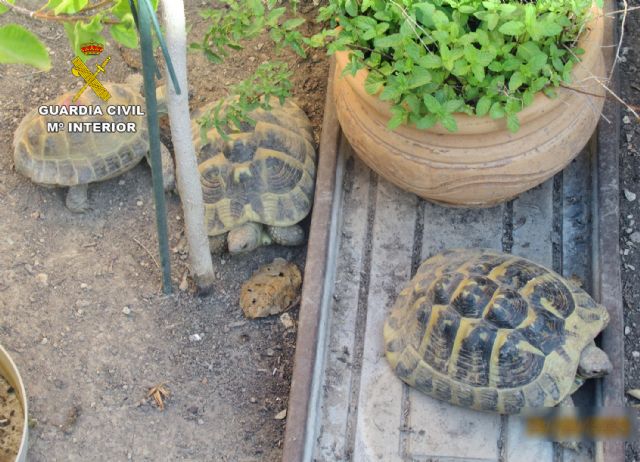 La Guardia Civil se incauta de seis tortugas en un domicilio de Molina de Segura