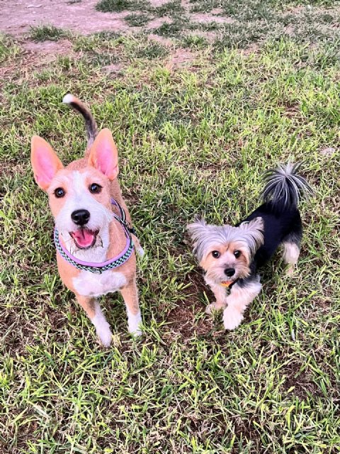 El PSOE exige retomar el proyecto del Centro de Bienestar Animal y denuncia su abandono