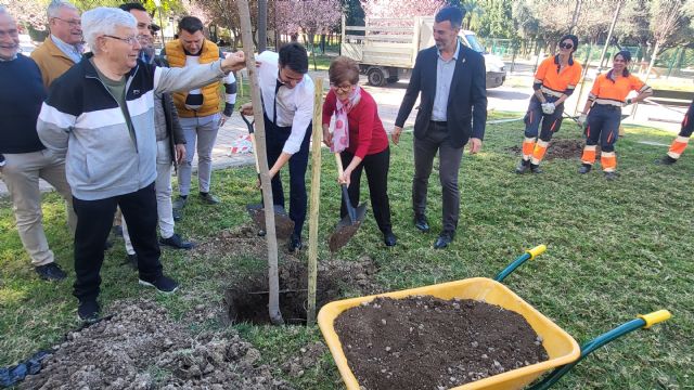 El Gobierno local impulsa la reposición de los árboles caídos en el Parque de la Compa&ntilde;ía a causa de los fuertes vientos sufridos en Molina de Segura