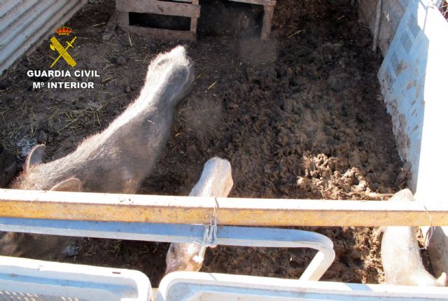 La Guardia Civil detecta en una granja de Molina de Segura más de una decena de animales con graves síntomas de desnutrición