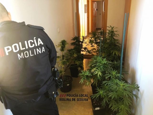 La Policía Local de Molina de Segura detiene a una persona por cultivo de marihuana tras quejas vecinales por el olor