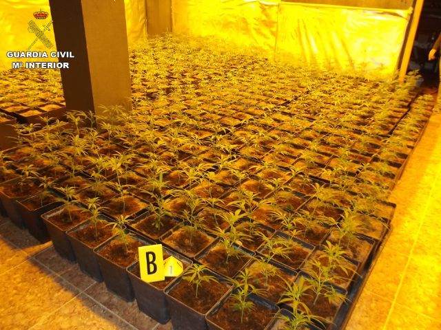La Guardia Civil incauta 2.054 plantas de Cannabis sativa
