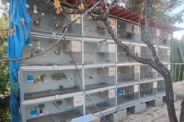 El Ayuntamiento de Molina de Segura interviene un criadero de aves exóticas en una casa ubicada en la urbanización Los Conejos