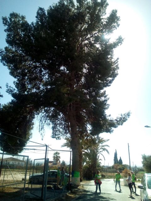 Voluntarios y voluntarias ambientales de Molina de Segura localizan e identifican cuatro nuevos ejemplares a incluir en el catálogo municipal de árboles de interés local, monumentales y singulares