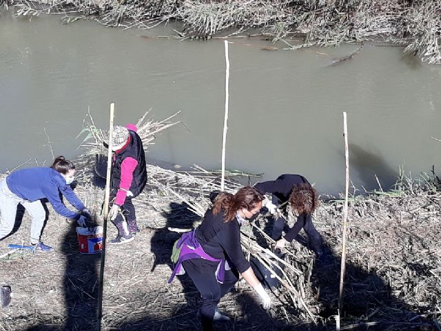 La Concejalía de Medio Ambiente de Molina de Segura y la Asociación de Vecinos de La Ribera de Molina realizan labores de restauración y plantación en el río Segura, en el paraje de Las Peñetas