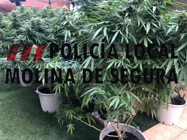 La Policía Local de Molina de Segura detiene a un joven por cultivar marihuana en su casa de La Alcayna